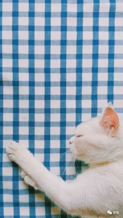 结了婚,老公不再保护我的猫
