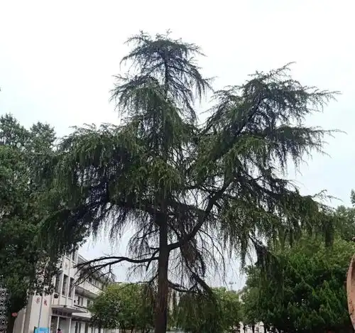 视频青松模式向阳而生新钢中学有这样一支队伍