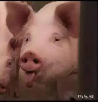 笑到失能那些好玩的飞行员头像