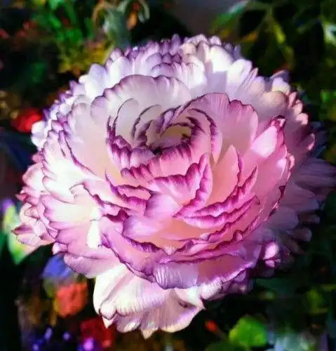 此花漂亮,仙气十足,花语圆满浓情富贵深受人们喜爱