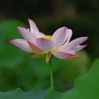 最好看的荷花头像唯美好看绿色红色荷花头像图片