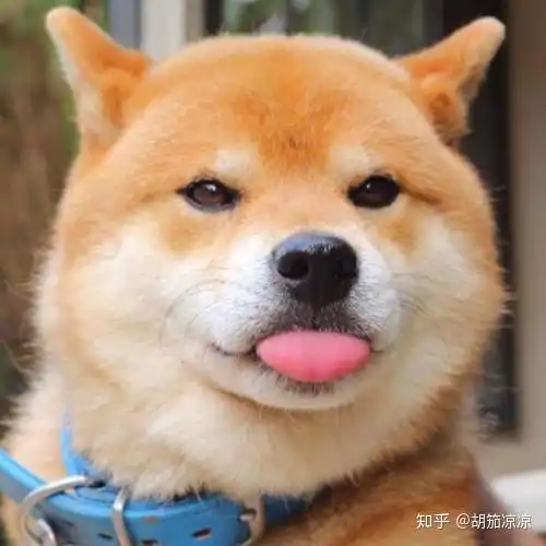狗狗春季掉毛大概多久