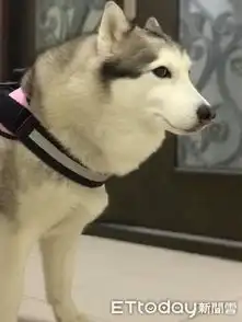 二哈到别人家顾厨房虎背熊腰站岗肉肉交出来