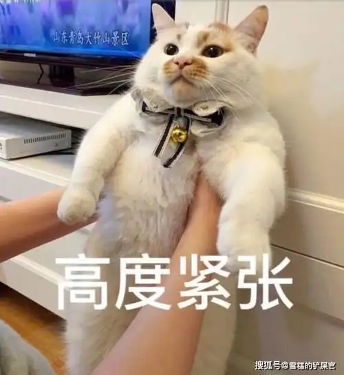 鲍鱼这么美味的食物,可惜猫咪却不能吃