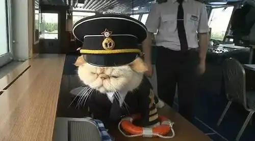 俄罗斯一艘游轮的船长居然是只猫它出海的目的是