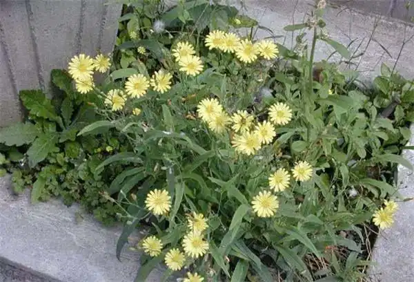 春天来了,去户外挖野菜吧