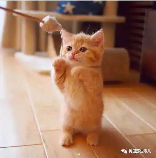 她家养了一对短腿小橘猫,每天也是要被萌到血槽清零了