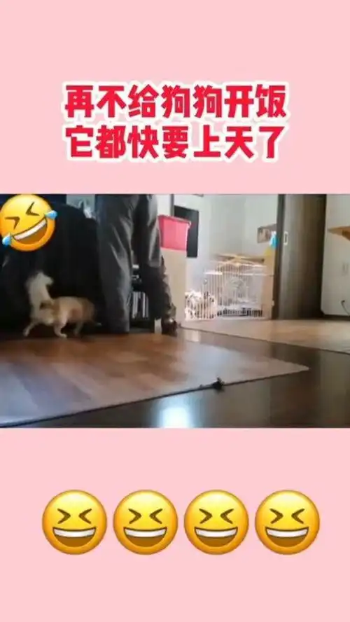 再不给狗狗开饭,真的要气上天去了这画面太搞笑了