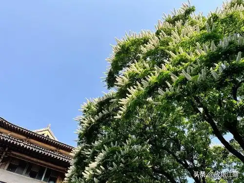 快看一棵320年的菩提树盛放如雪