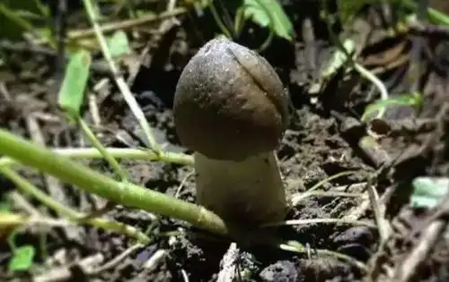 荔枝菌