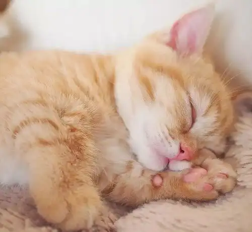 当你家养了一只猫咪,还想再抱回来一只狸花猫,我劝你谨慎