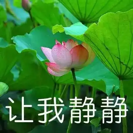 老外嗑瓜子,笑死中国人他们是不是对嗑字有什么误解