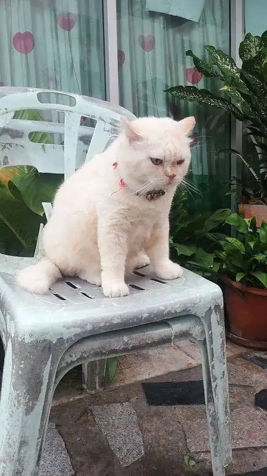 如果在路边见到这只猫在卖西瓜,你敢买吗