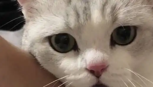 猫咪有老婆后依旧粘人,每天睡前都要抱抱,母猫我要换老公