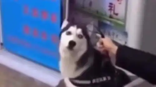 二哈跟女主人闹一闹没什么大问题,要是和你闹我的狗头都要没了