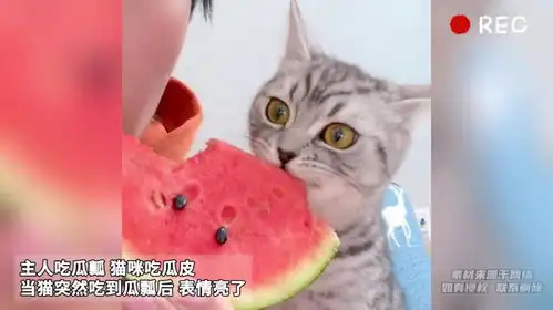 主人吃瓜瓤猫咪吃瓜皮,当猫突然吃到瓜瓢后表情亮了