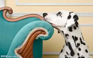 斑点狗图片
