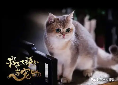 我在大理寺当宠物,吃下猫系女友这颗甜宠剧新糖丨专访