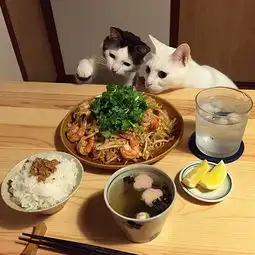 如何像这对日本网红夫妇般猫奴顿顿为猫拍照