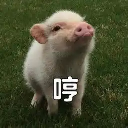 肥猪猪表情包肥猪猪表情包下载肥猪猪动态gif表情图4399聊天表情包大全
