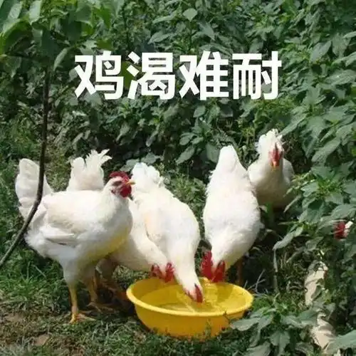 聊天表情包沙雕如你朋友