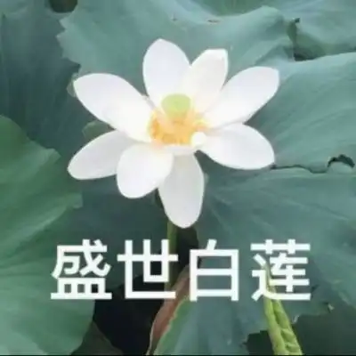 qq头像有字的荷花图片荷花头像图片大全集