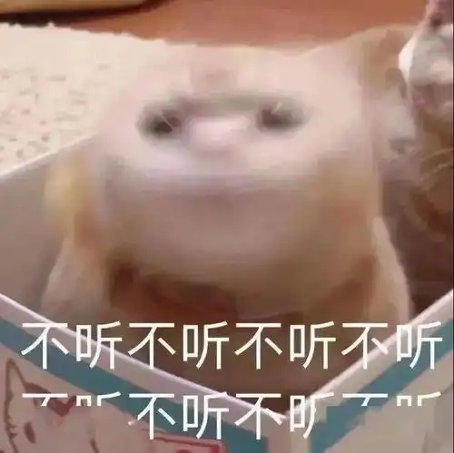 每周猫咪沙雕表情包速存