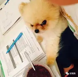 养一只看起来很凶很凶的博美犬是怎样的体验看完真不敢养了