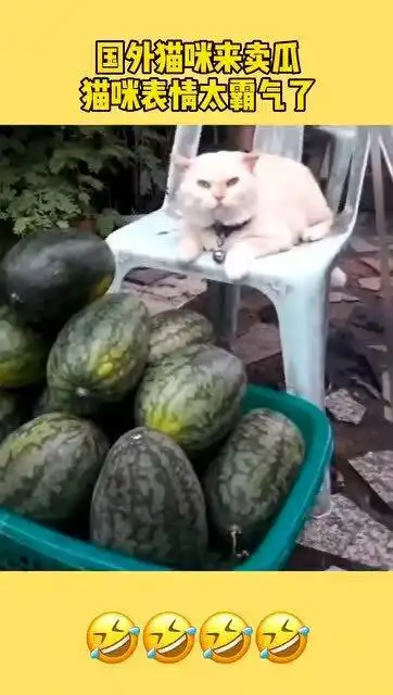 国外一只宠物猫来卖瓜,表情太霸气了,要是你会照顾它的生意嘛