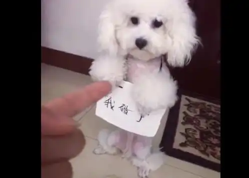 泰迪把主人鞋子咬破了,结果被要求罚站,泰迪的表情看着让人心疼