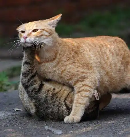 厉害了我的橘猫橘猫你知道我的食量,却不知道我的吨位