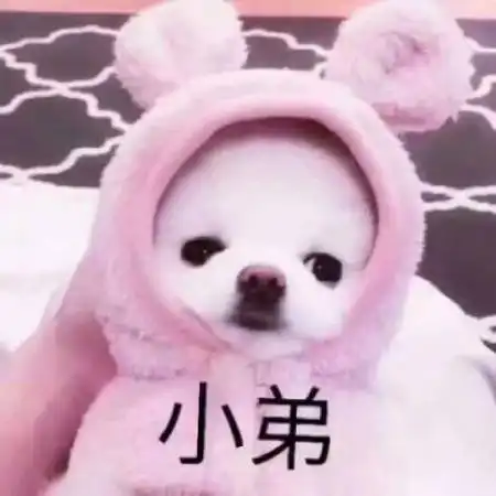 搞笑动物情侣头像一左一右呆萌搞笑的狗狗