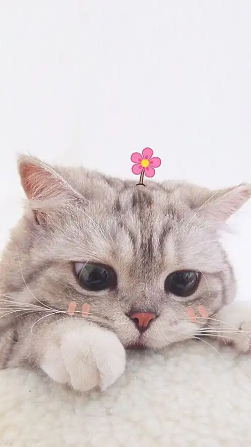 就因为你养猫,这朋友我交定了