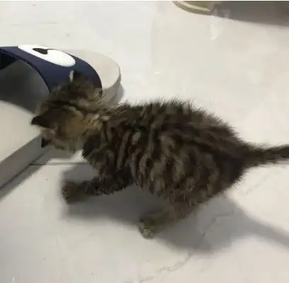 大雨中抱了只小猫回家,女友看到后强烈拒绝田园猫不准养