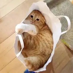 看到这只又胖又丧的橘猫
