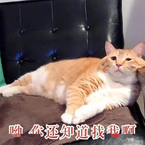 聊天斗图表情包悲伤那么大