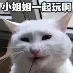 猫在吗给我骑一下嘿嘿