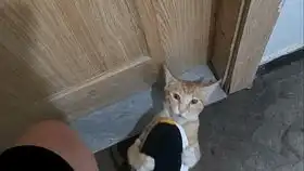 它们的猫log又来了哦胖比豆浆跑起来竟然像只窜云剑每次犯错误表情都会变化的小猫咪召唤一下就来的小猫咪