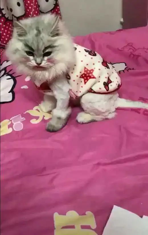 警告,别让你的女友独自养猫