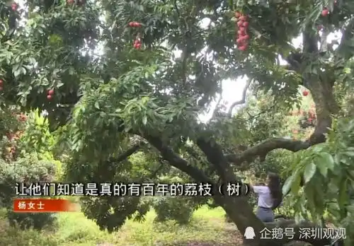 百年荔枝树超4000棵,超500年树龄有3棵,一棵树产1000多斤荔枝