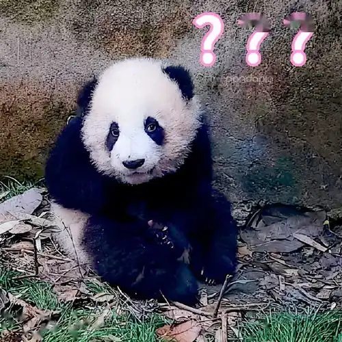 滚滚图享两个问题谁的表情包没有更新以及肉肉最后有没有挨打