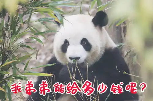 出彩滚滚收好这套滚滚拜年表情包