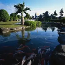世界旅游图片世界风光图公园棕榈树鲤鱼,世界风光,世界旅游