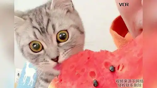 主人吃瓜瓤猫咪吃瓜皮,当小猫突然吃到瓜后表情亮了