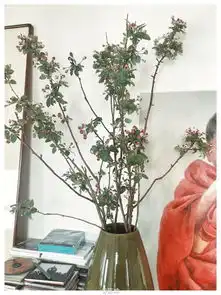 鲜花与佛像陈坤雅致豪宅内景曝光
