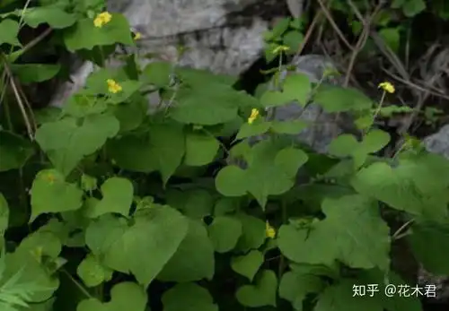 宋徽宗出画题踏花归去马蹄香殊不知还真有这么一种珍稀植物