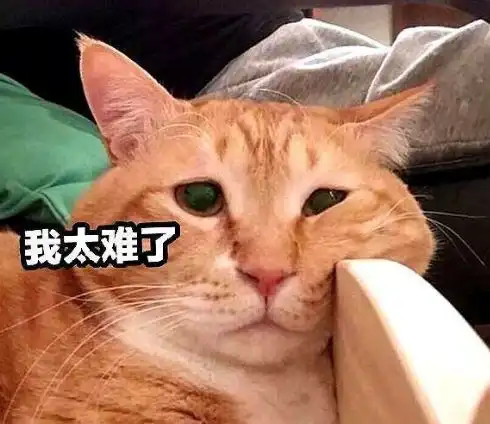 养猫者必读萌猫驾到,你准备好了吗