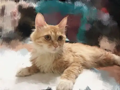 北京猫咪领养可爱长毛橘猫找家