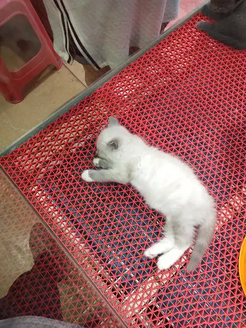 这是重点色布偶吗,价钱值吗