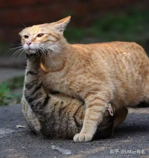 橘猫胖,奶牛猫二,黑猫闭眼都一样是真相还是刻板印象